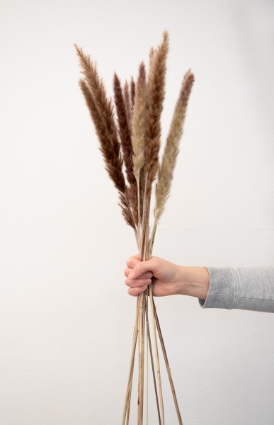 Pampasgras Mini - Reed bunch, ca. 70cm, 1 Bund (10-15 Stiele)